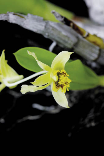 ข้าวเหนียวลิง Dendrobium venustum Teijsm. & Binn.<br/>ORCHIDACEAE